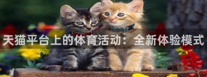 风速体育cba直播
